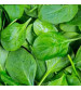 Spinach / Palak IVSPN-926 500 grams